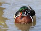 American Wood Duck (WWT Slimbridge April 2013) - pic by Nigel Key